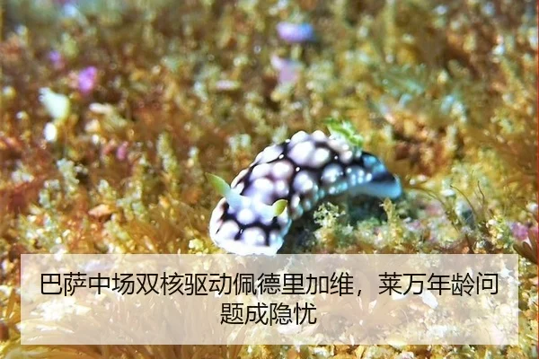 ba-sa-zhong-chang-shuang-he-qu-dong-pei-de-li-jia-wei-lai-wan-nian-ling-wen-ti-cheng-yin-you-2-156.jpg